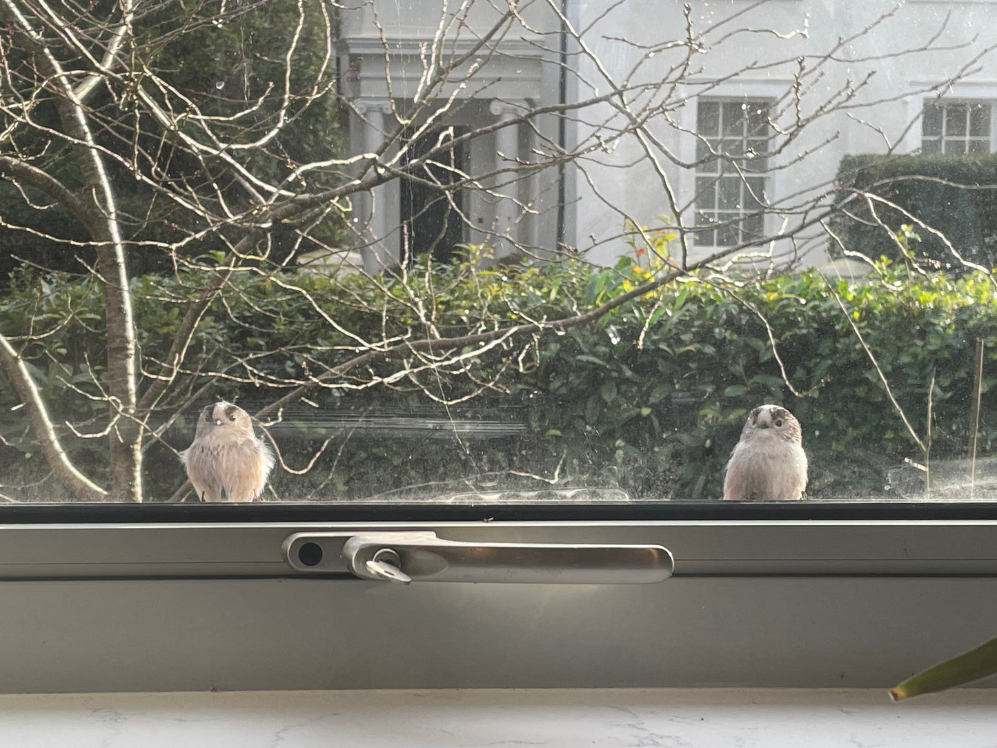 LOVE BIRDS