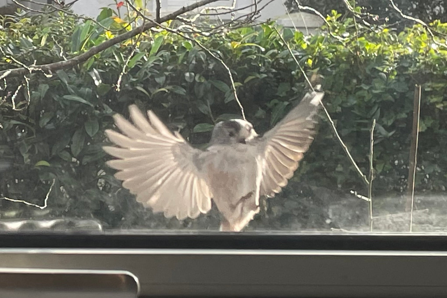LOVE BIRDS