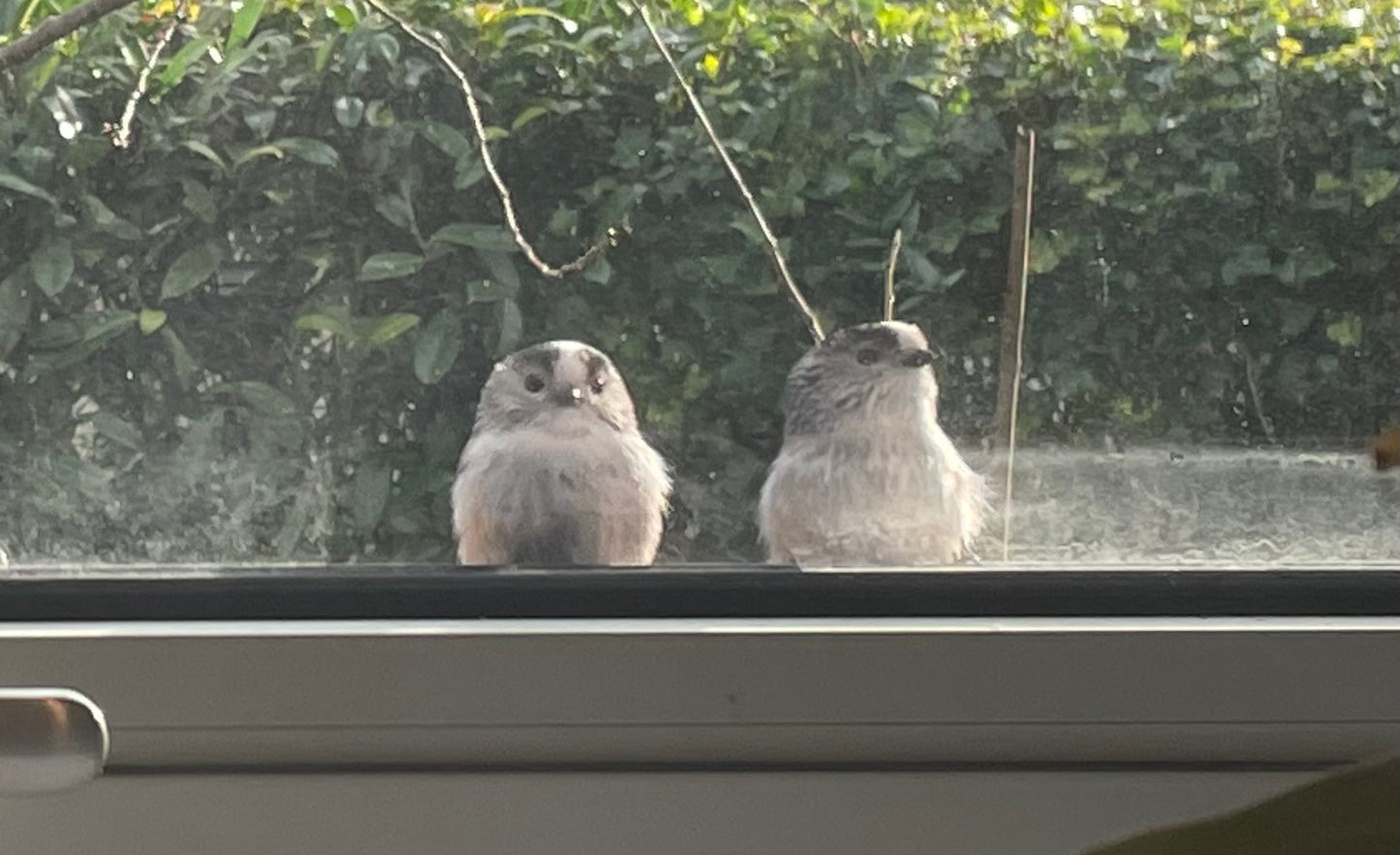 LOVE BIRDS