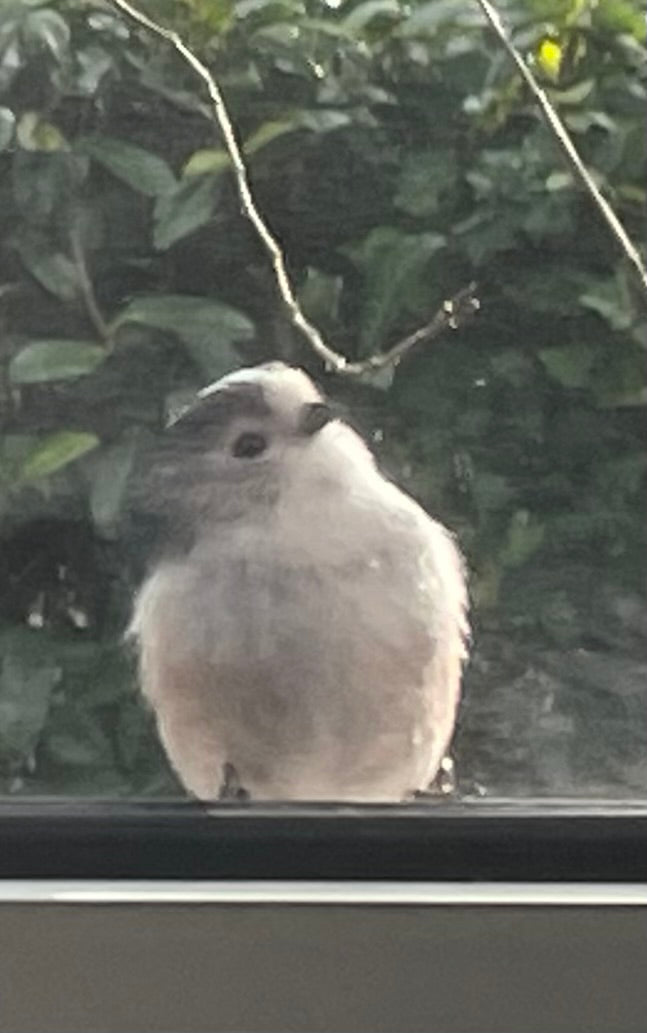 LOVE BIRDS