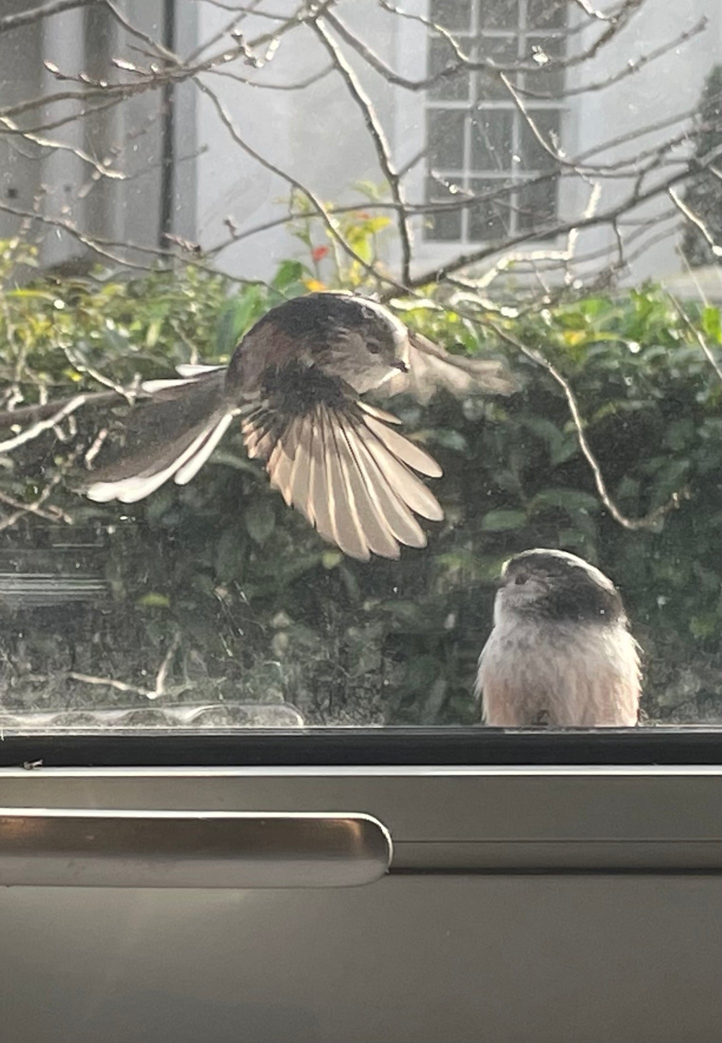 LOVE BIRDS